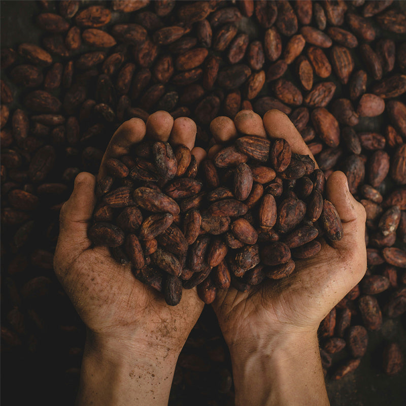 Raw Cacao & Coconut 8 Pack